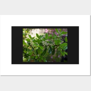 Green and White Blooms on a Branch Posters and Art